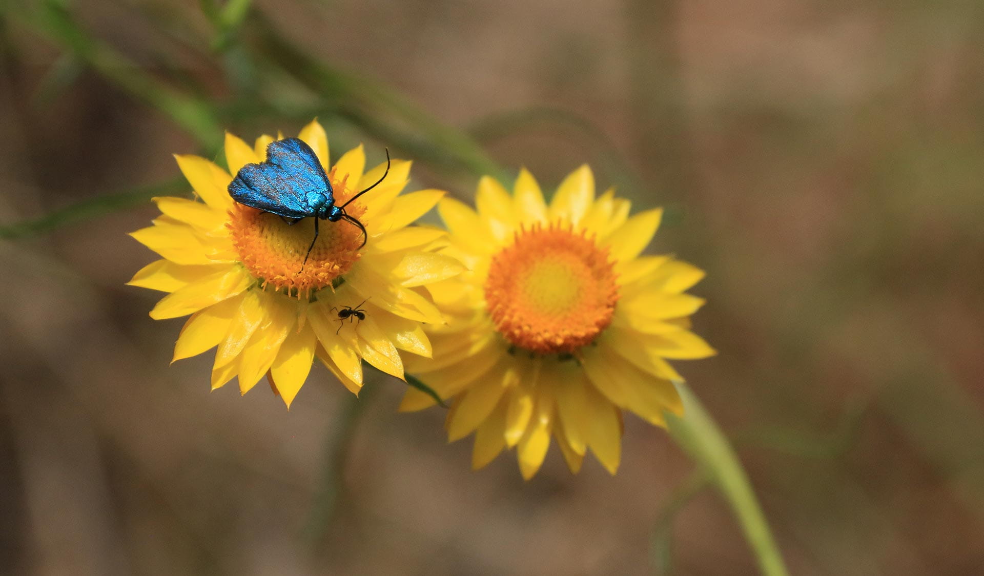 A green forester moth on sticky everlasting flowers