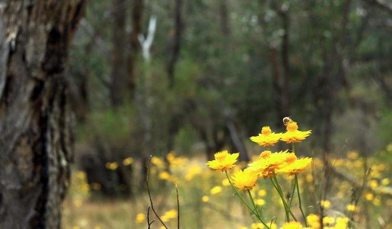 Sticky everlasting flowers