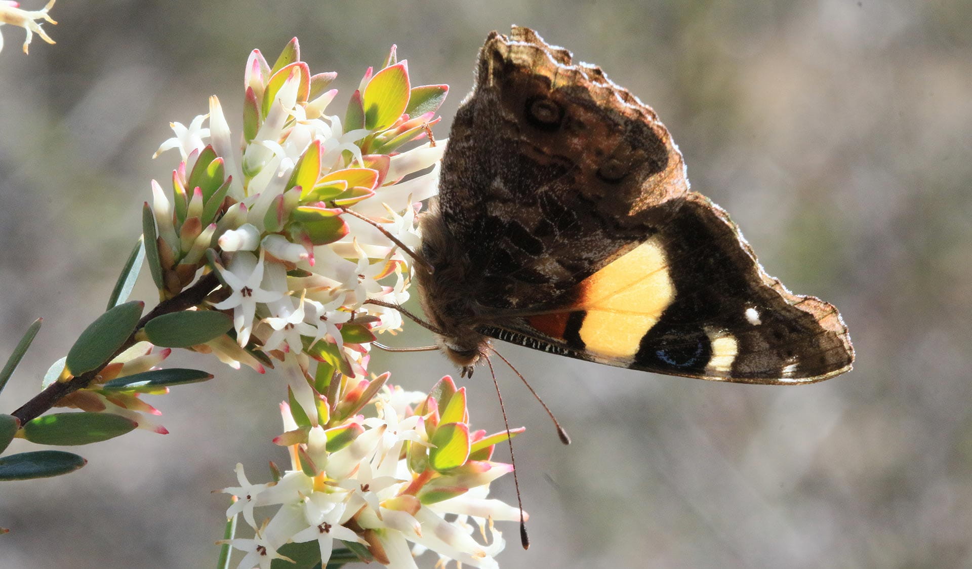 A yellow admiral butterfly flies into a daphne heath flower