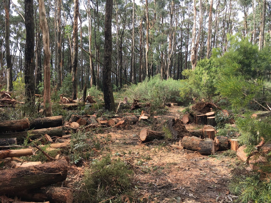 Clean-up efforts toward the viewing platform at Wombelano Falls