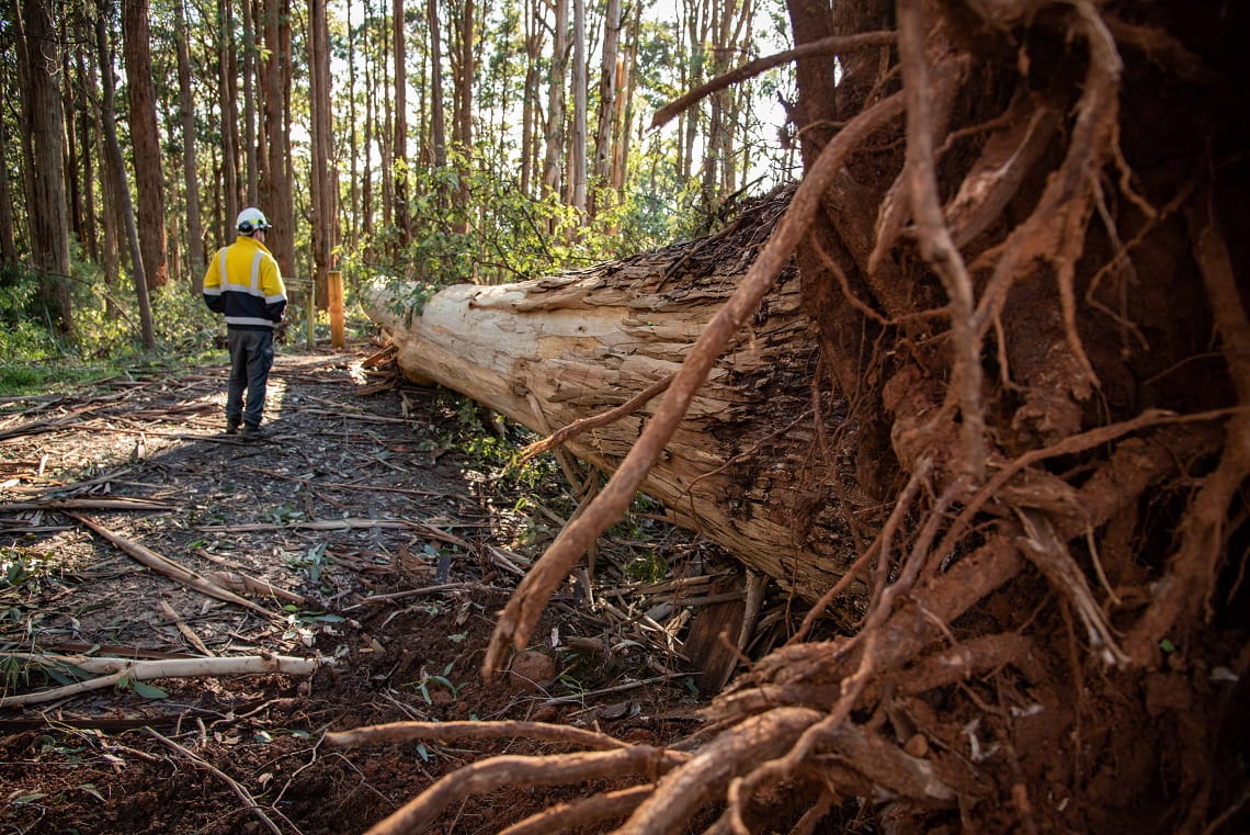 Uprooted tree blocking Mathias Track at Dandenong Ranges National Park