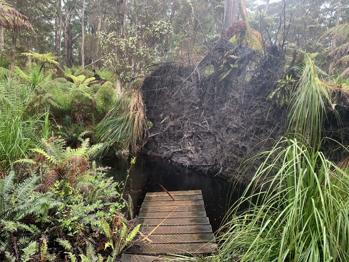 One example of the severe damage blocking sections of the boardwalk at Sealers Cove Walking Track at Wilsons Promontory National Park