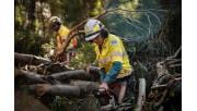 Storm recovery Dandenong Ranges NP JQuaine