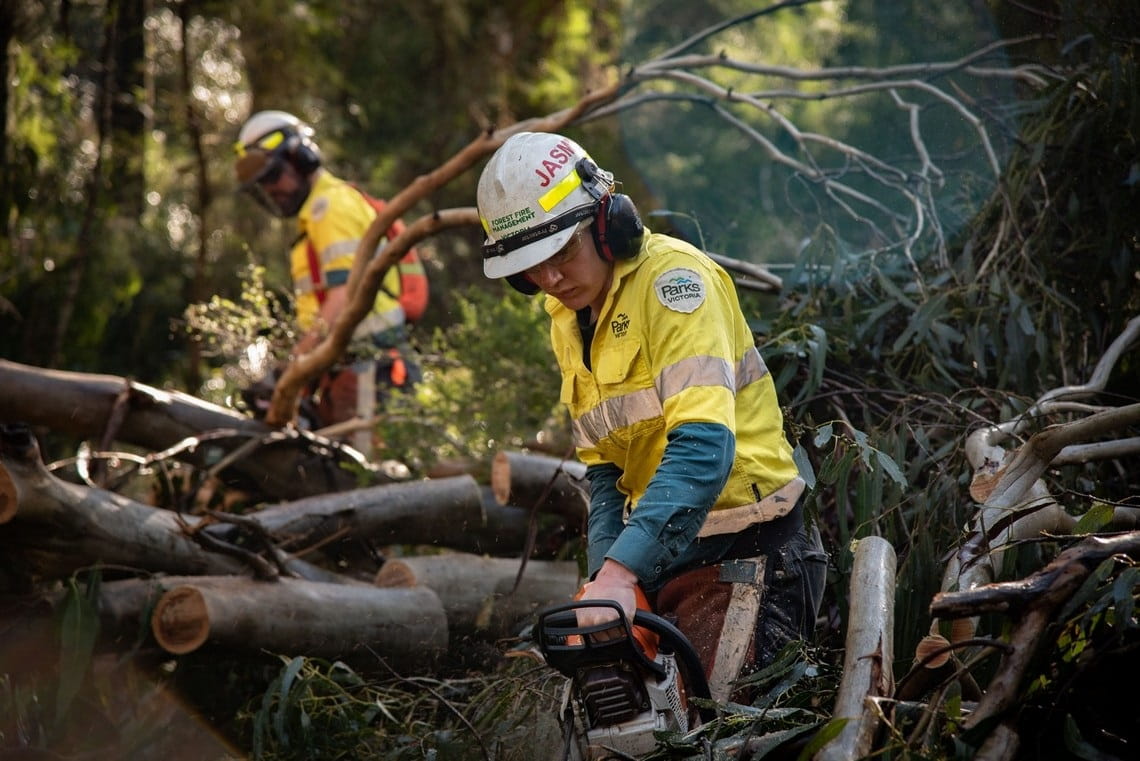 Storm recovery Dandenong Ranges NP JQuaine