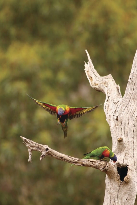 Two rainbow lorrikeets pictured around a tree with a hollow