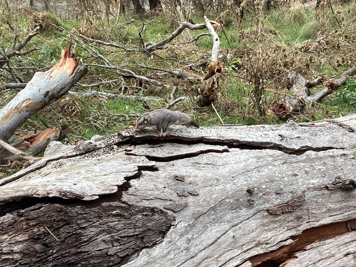 Sugar glider on illegally felled red gum