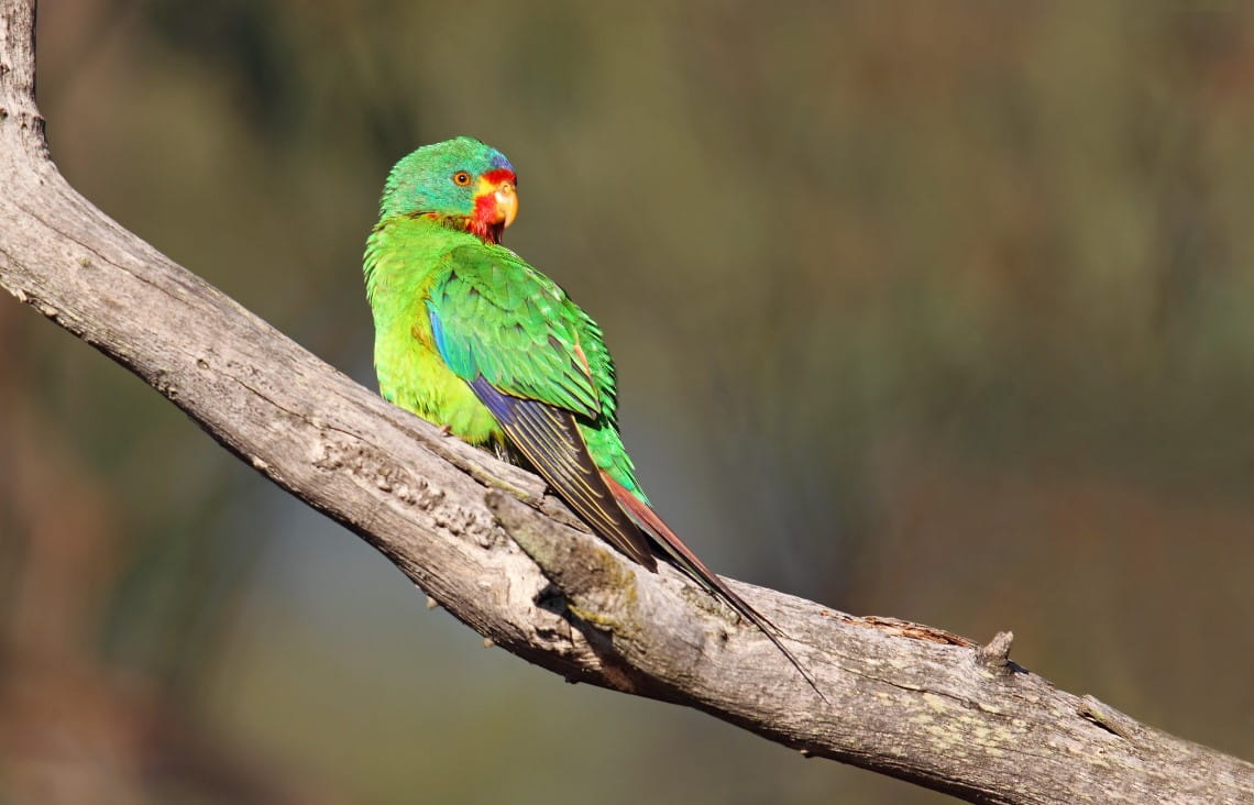 Swift Parrot sitting on tree branch