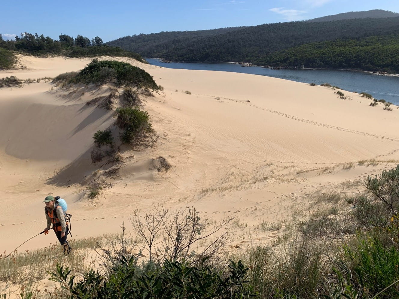 Vast sanddunes being treated for invasive plant species