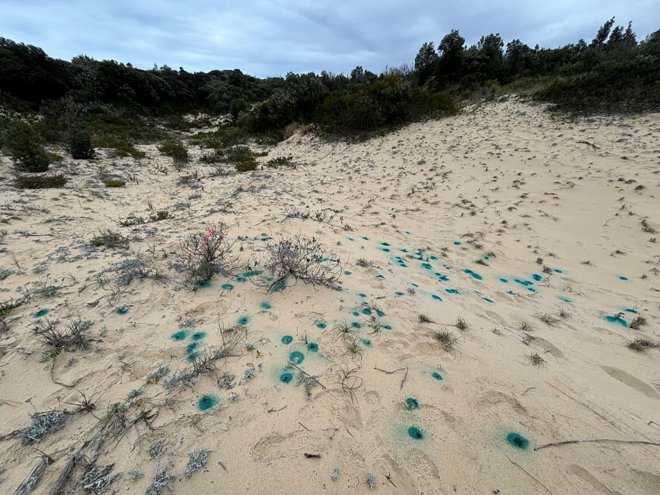 Blue spots indicating weed treatment showing on a vast plain of sand