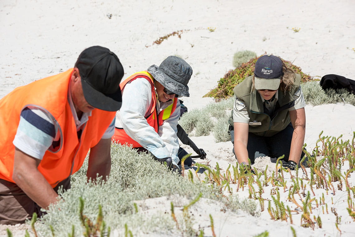 People with hi-vis vests and uniforms weeding in the sand.