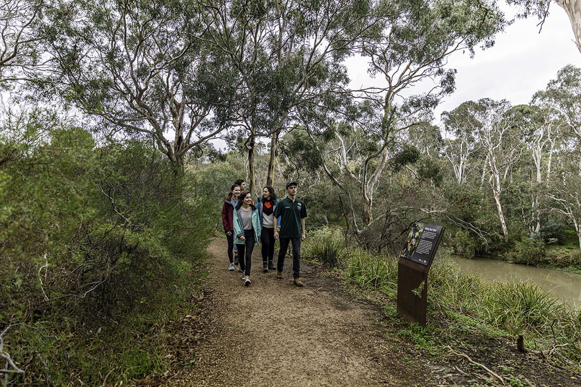 A group of people being led by a guide along a trail surrounded by bushland. 