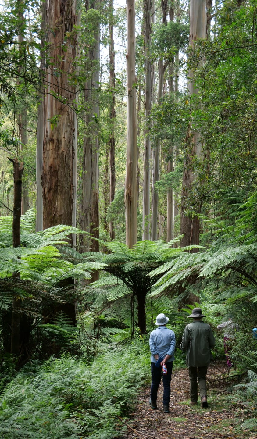 Two people walking among the tall Mountain Ash and tree ferns in Mount Worth State Park.
