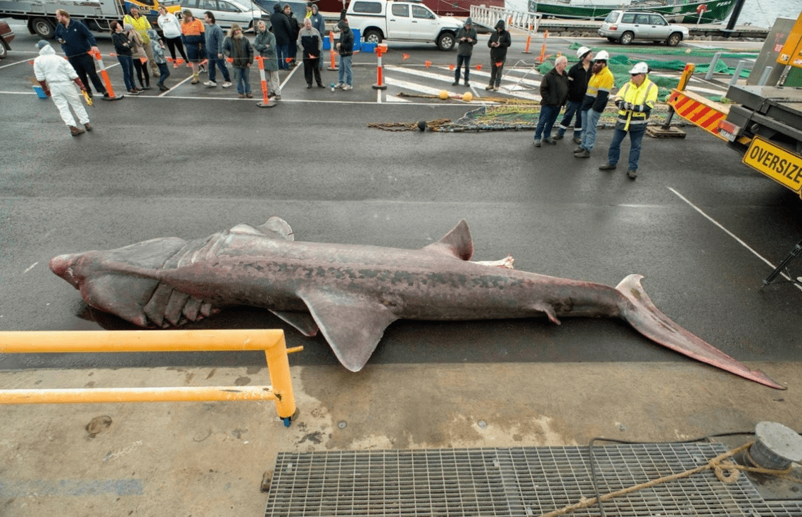 A deceased Basking shark lies on the concrete, with people looking at it. 