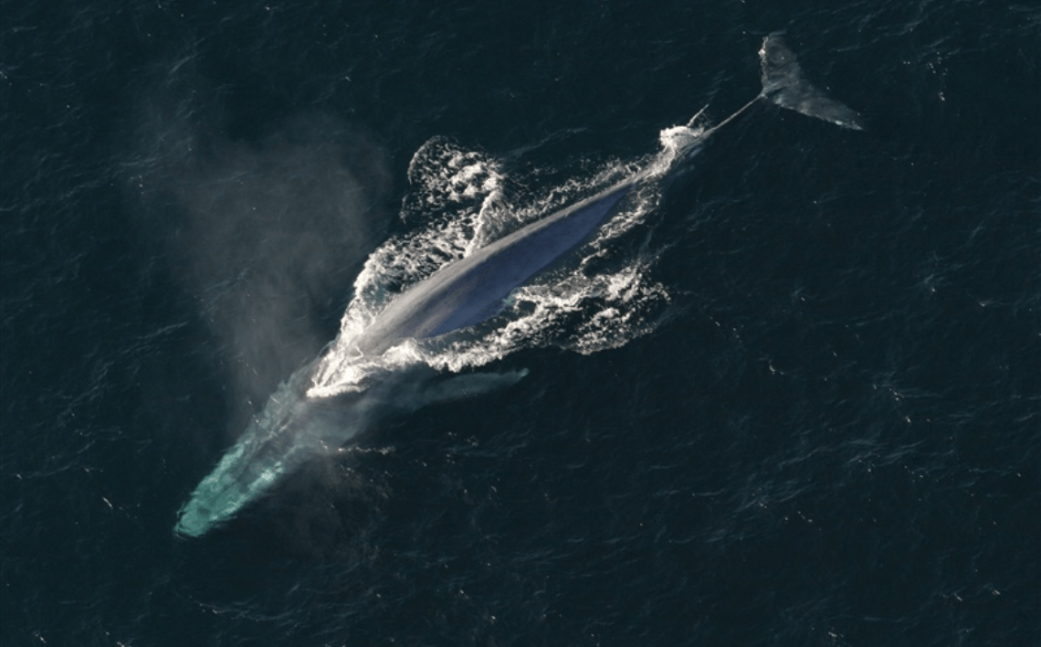 A blue whale is swimming in the open ocean