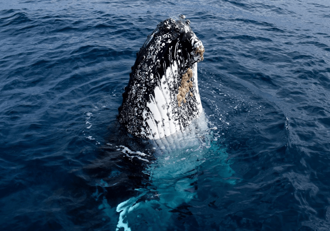 A Humpback whale has the tip of its head out the water.