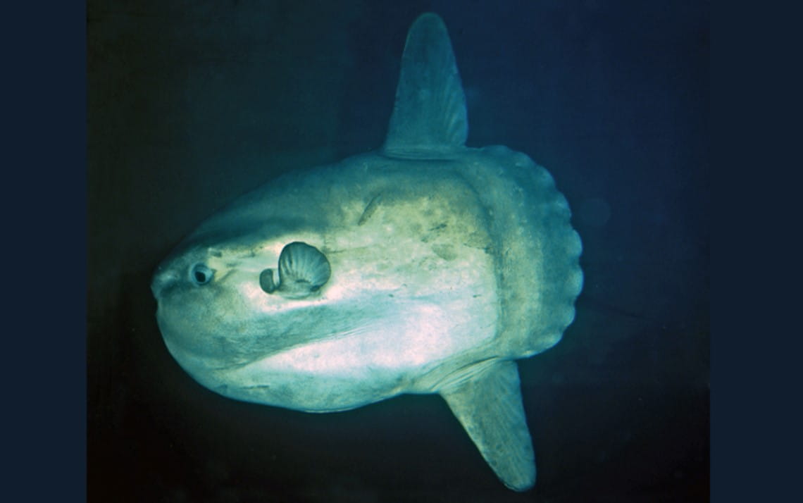 A picture of a large sunfish