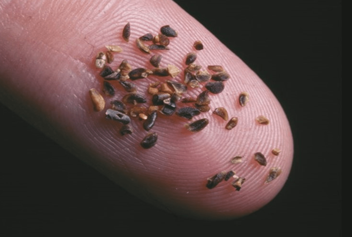 The seed of this plant on a persons finger