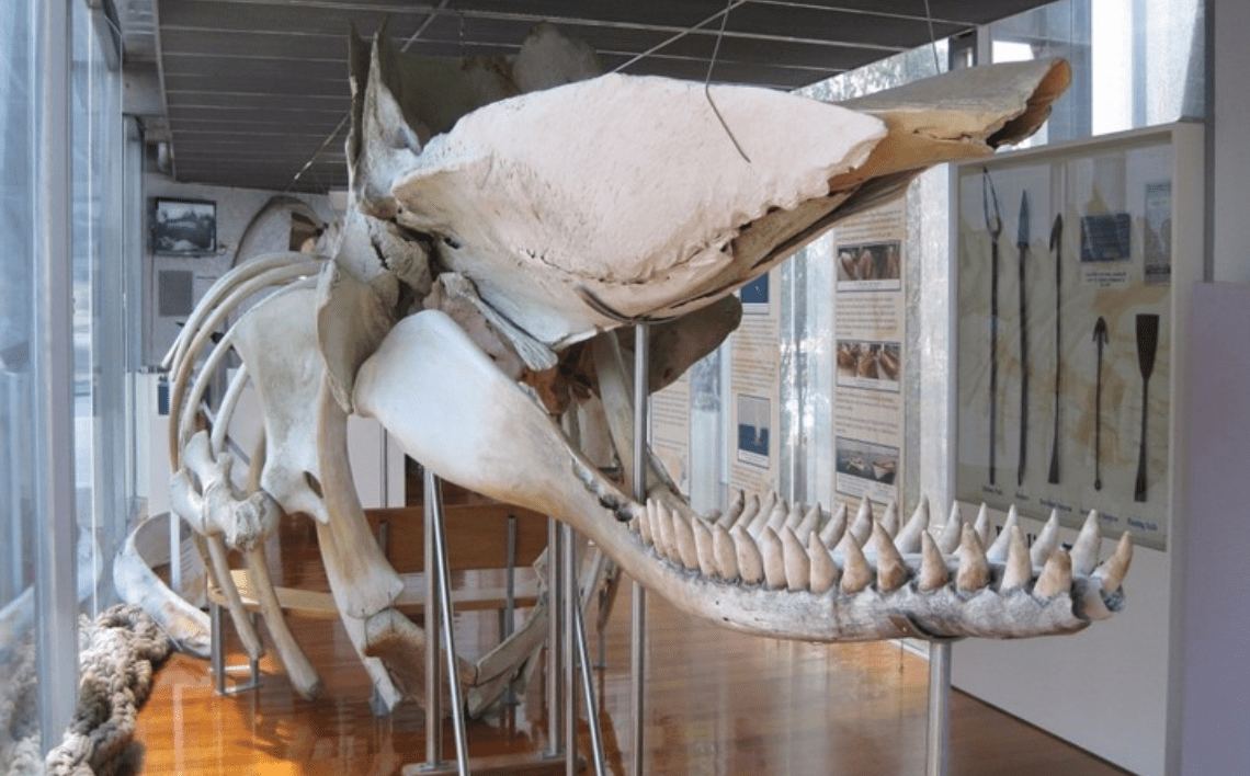 A skeleton of a sperm whale is on display, showing all of its ivory-like teeth.