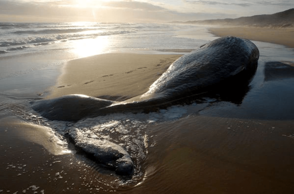 A deceased sperm whale is lying on the beach.