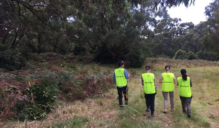 Tertiary placements with Parks Victoria volunteer groups can provide hands-on experiences.