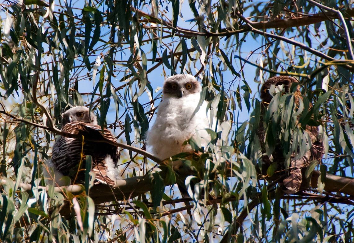 Three Powerful Owls sitting on a tree branch.