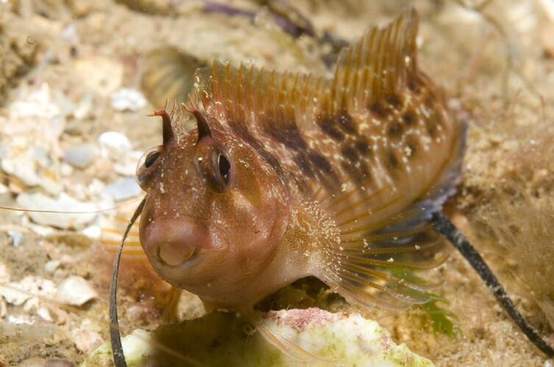 Close up of a Southern Blennie, looking at the camera