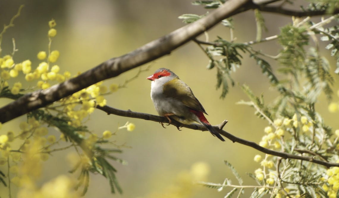 Red-browed finch sitting on a branch with wattle