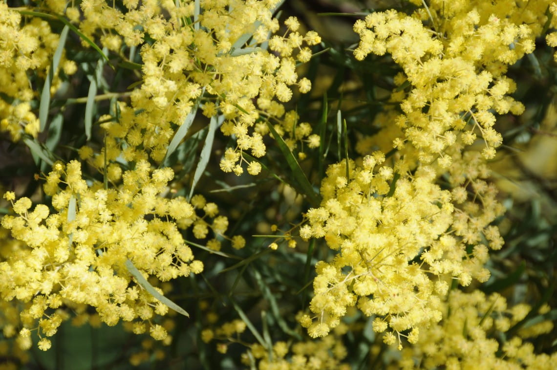 Wattle located at Wattle Park