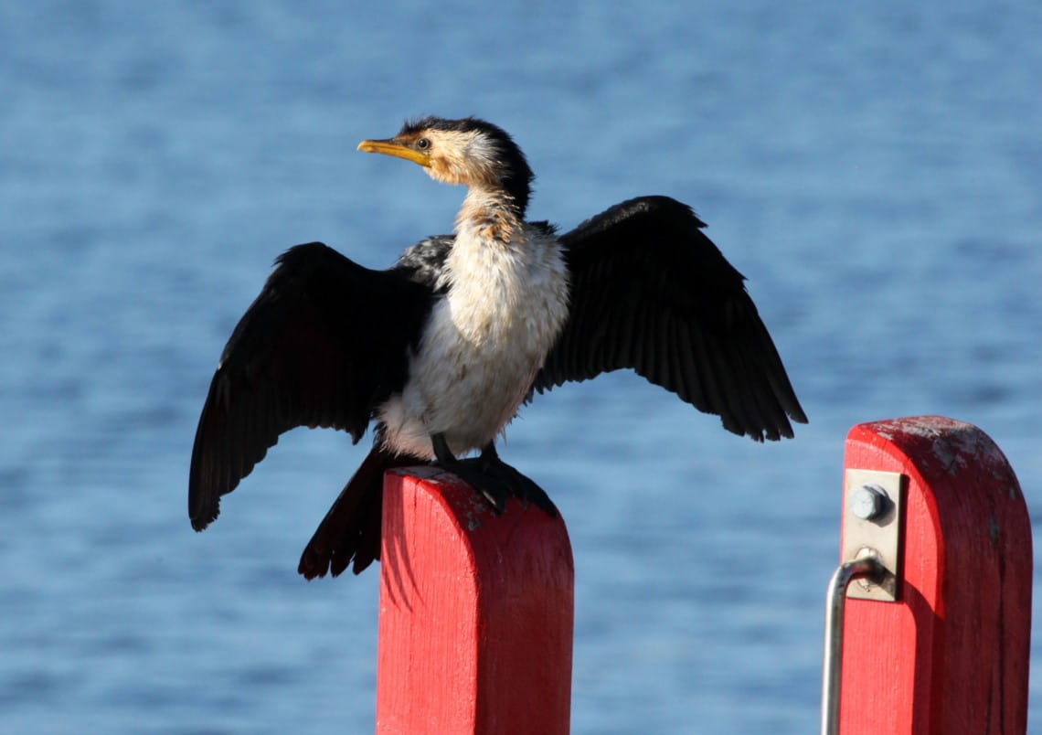 A Little Pied Cormorant sitting in Gippsland Lakes with its wings extended