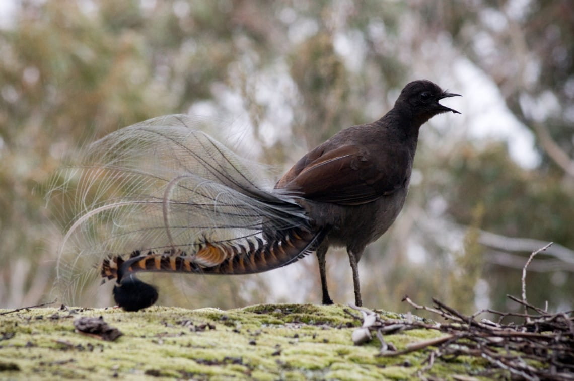 A Superb Lyrebird staning on a mossy ground, facing towards the right of the photo. It's tail is outstretched in the image. 