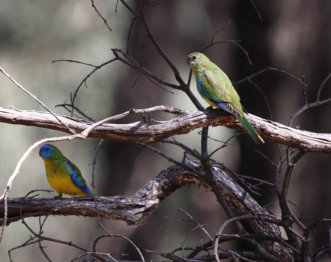 Two brightly coloured Turquoise Parrots sitting on branches