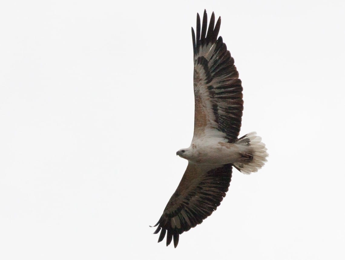 A Young Sea Eagle flying with its wings expanded