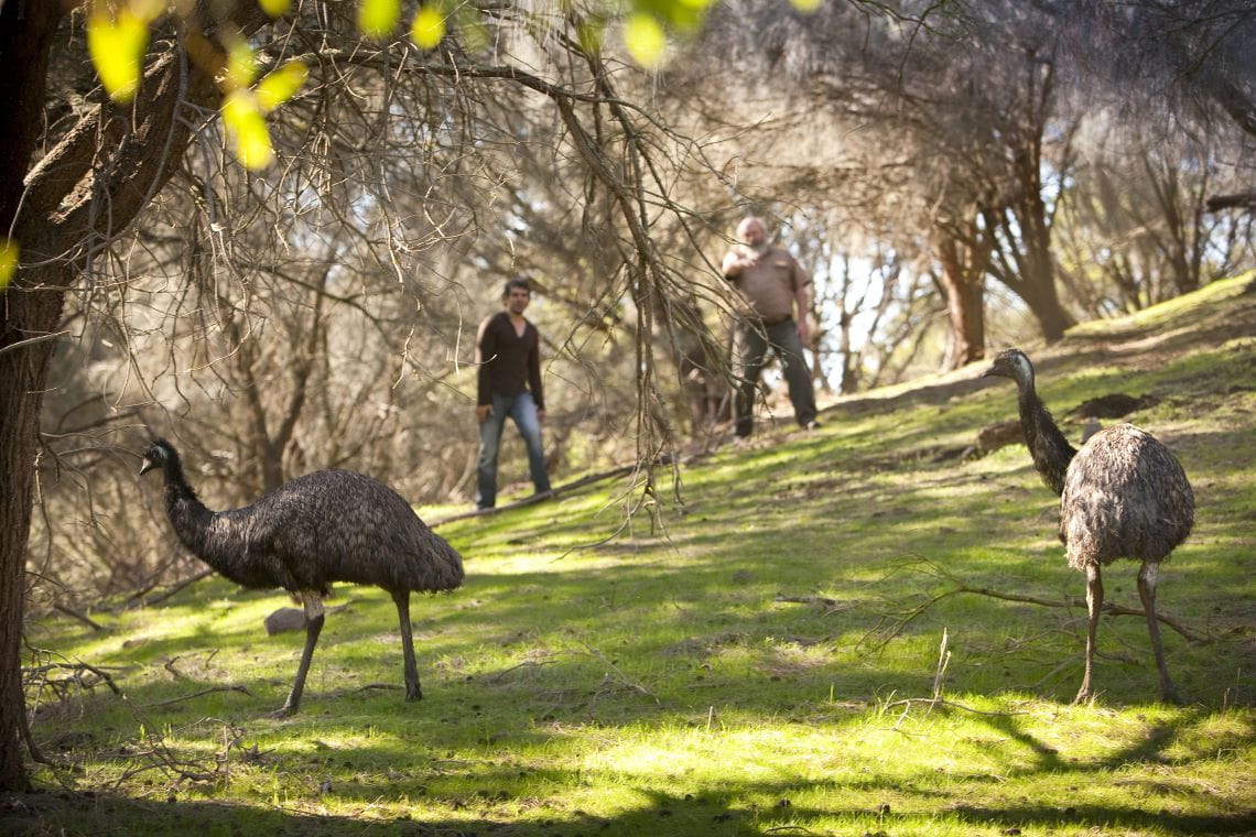 Two people watching emus