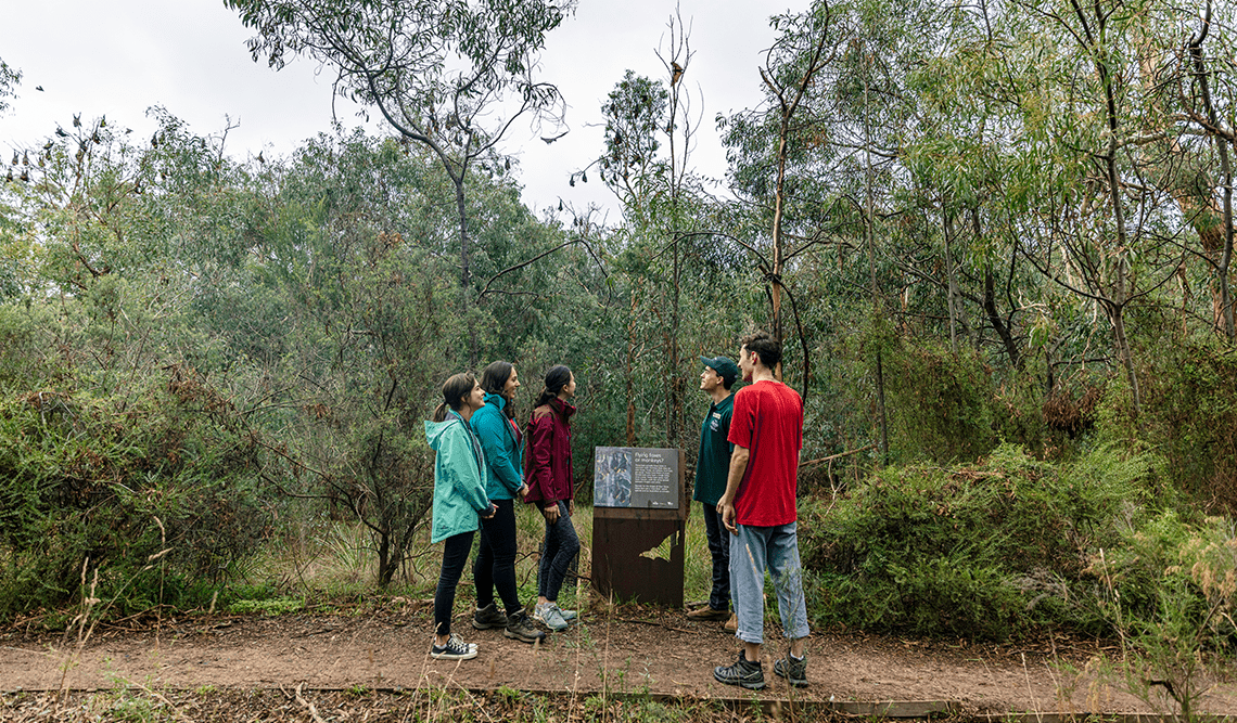 A volunteer takes people on a Flying Fox Tour in Yarra Bend Park