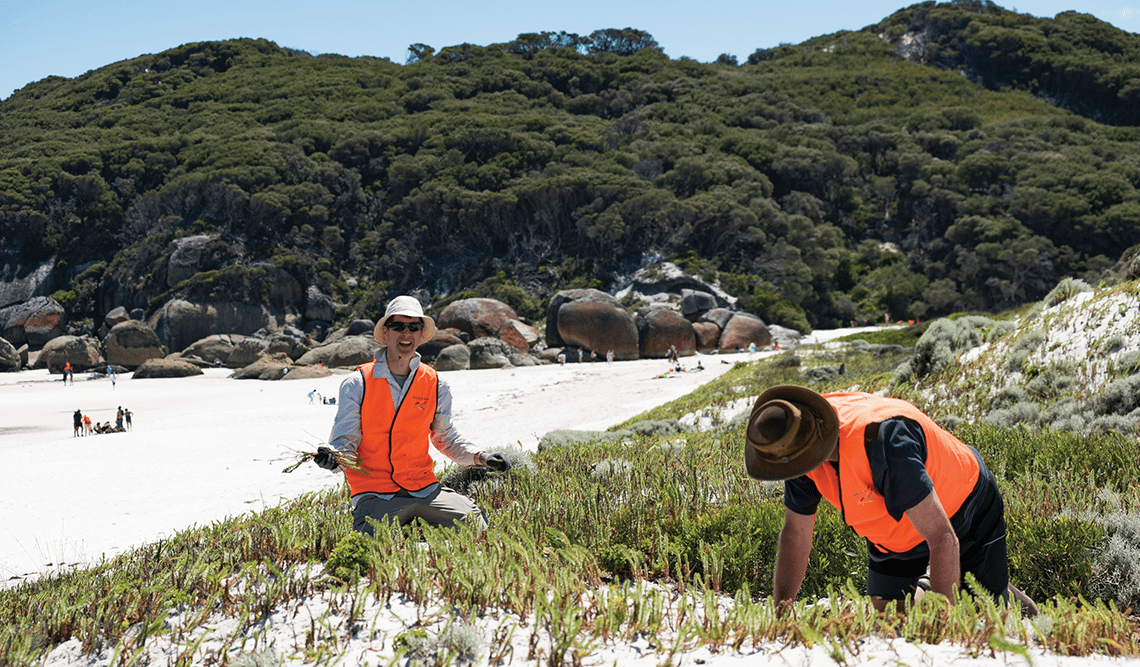 Volunteers weeding in Wilsons Promontory National Park