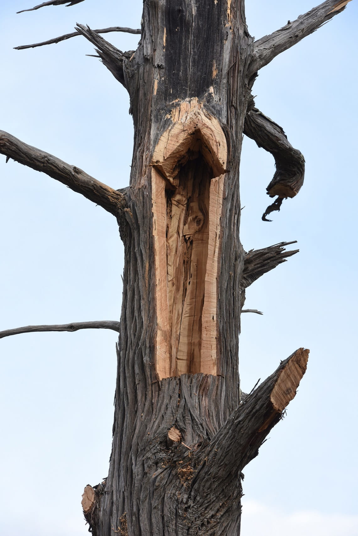 Tree cavity in Slender Cypress Pine 