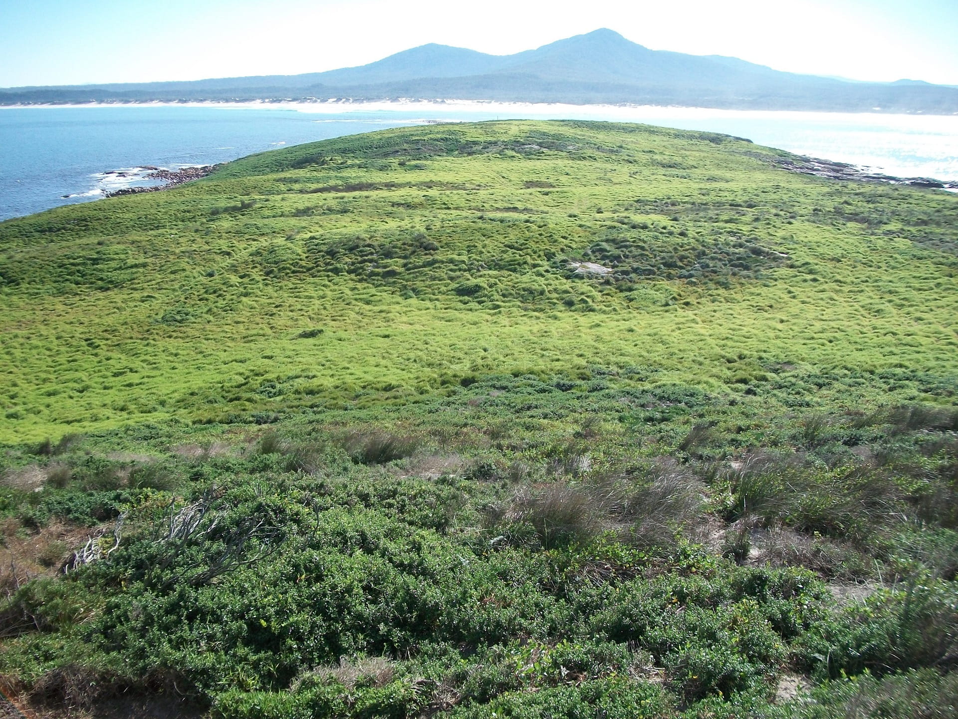 A view of the vegetation across beautiful Gabo Island Lighthouse Reserve