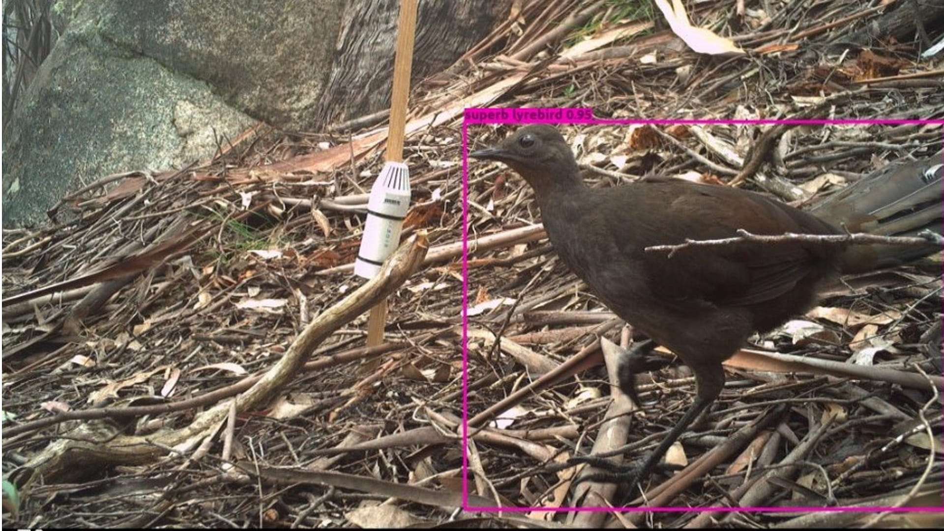 Superb lyrebird identified by AI tool Victorian Species Recognition model