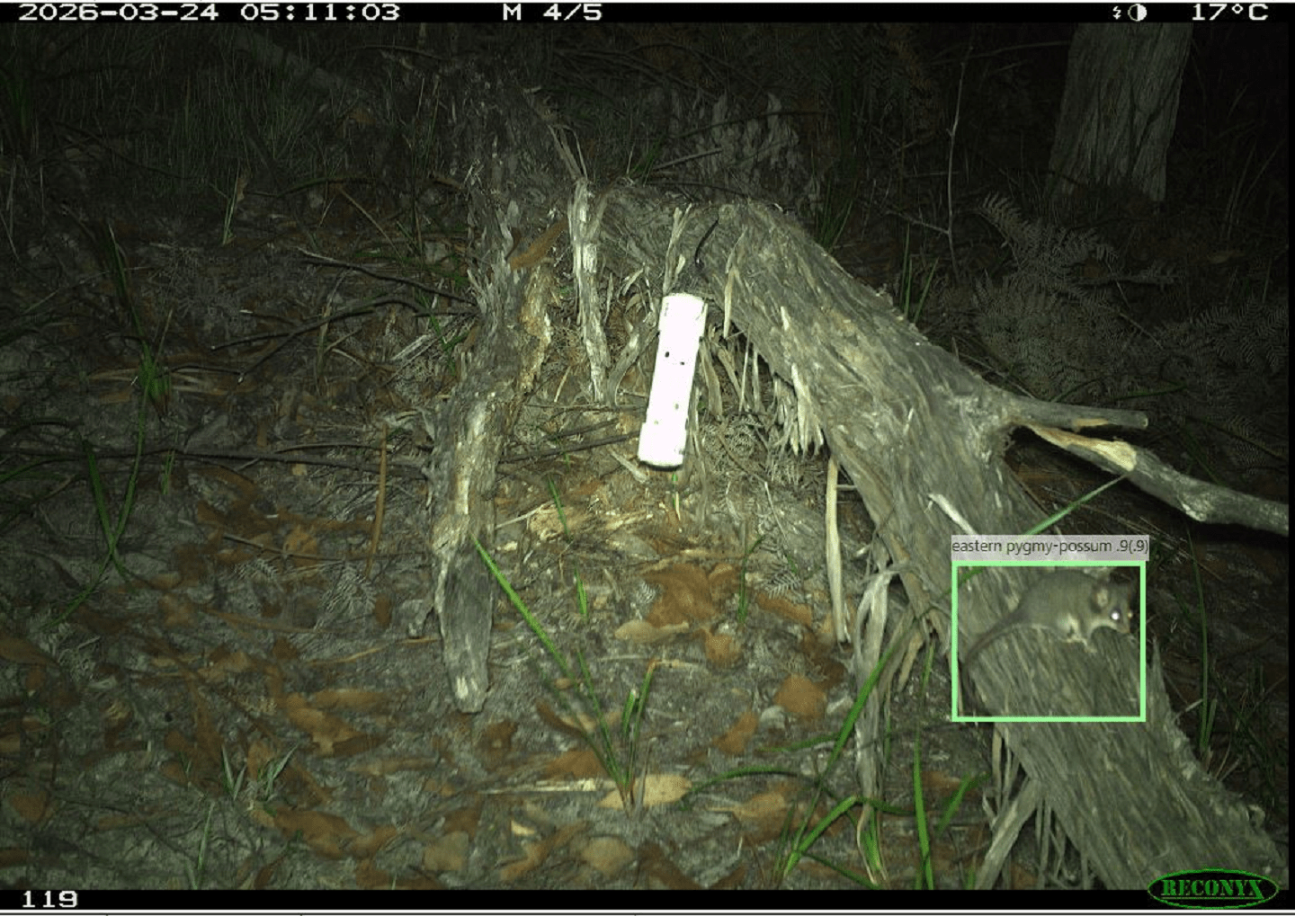 Eastern pygmy possum image taken by a monitoring camera