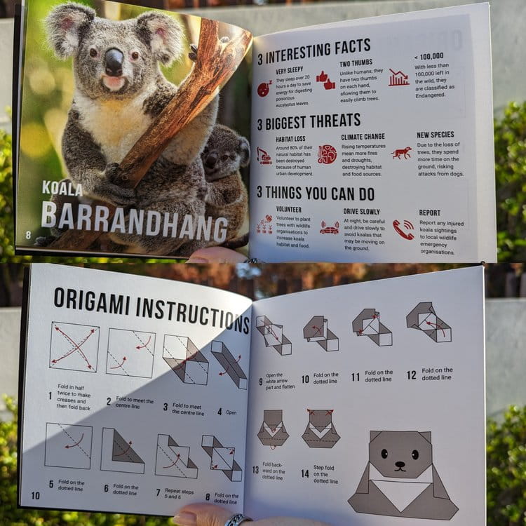 The origami book opened, information about koalas and instructions on how to fold an origami koala. 