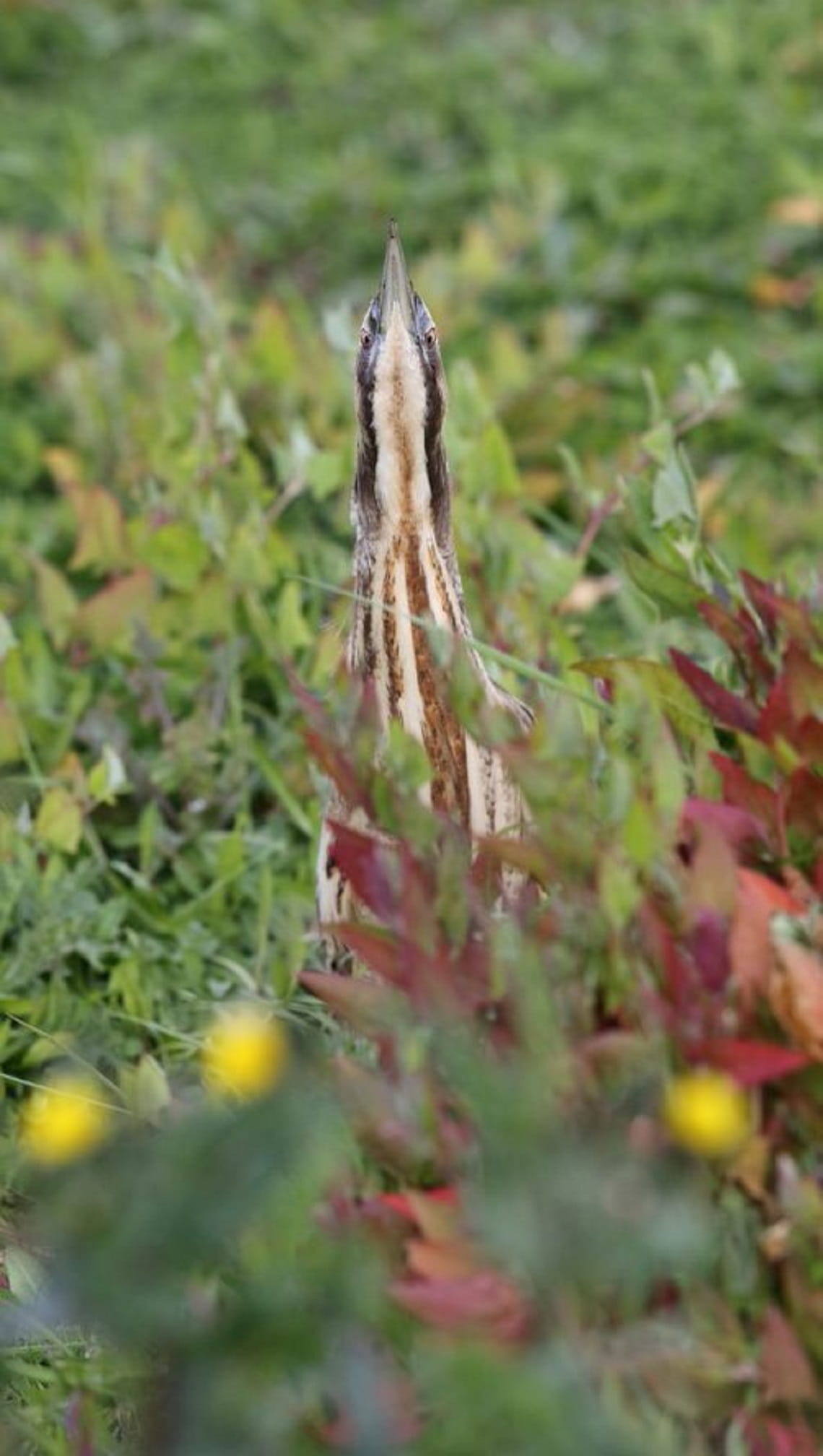 Australasian Bittern camouflaged in the wild
