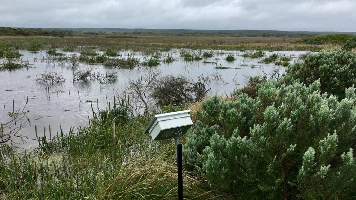 A new listening post installed by a swamp to record wildlife sounds