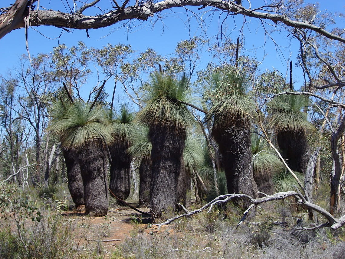 Grass-tress at Warby Ovens National Park