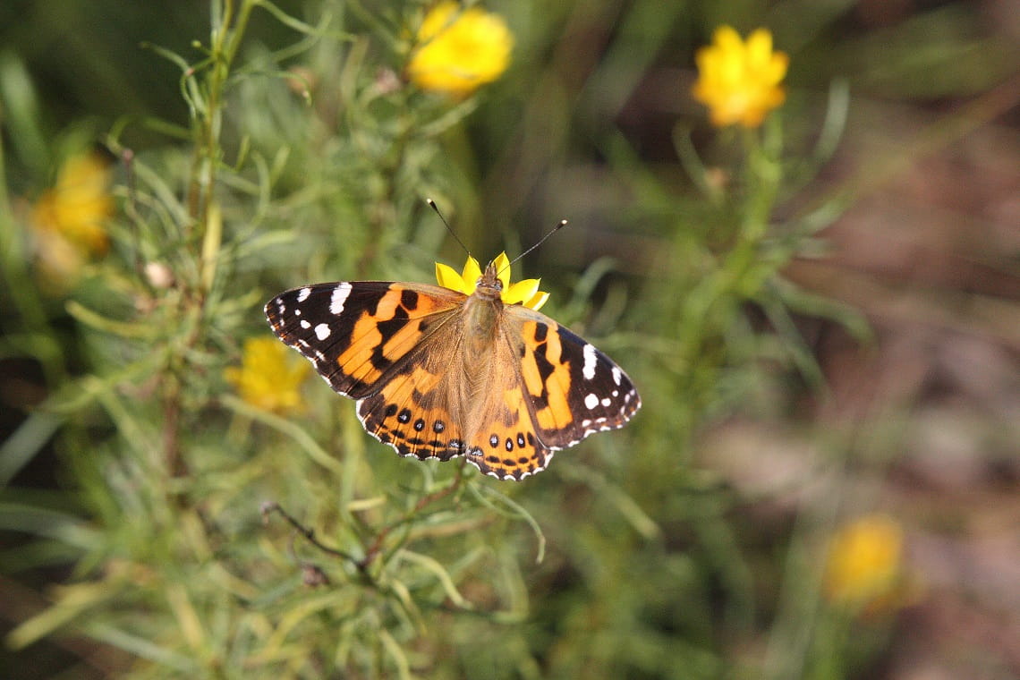 Australian Painted Lady (Vanessa kershawi) at Killawarra Forest in Warby-Ovens National Park