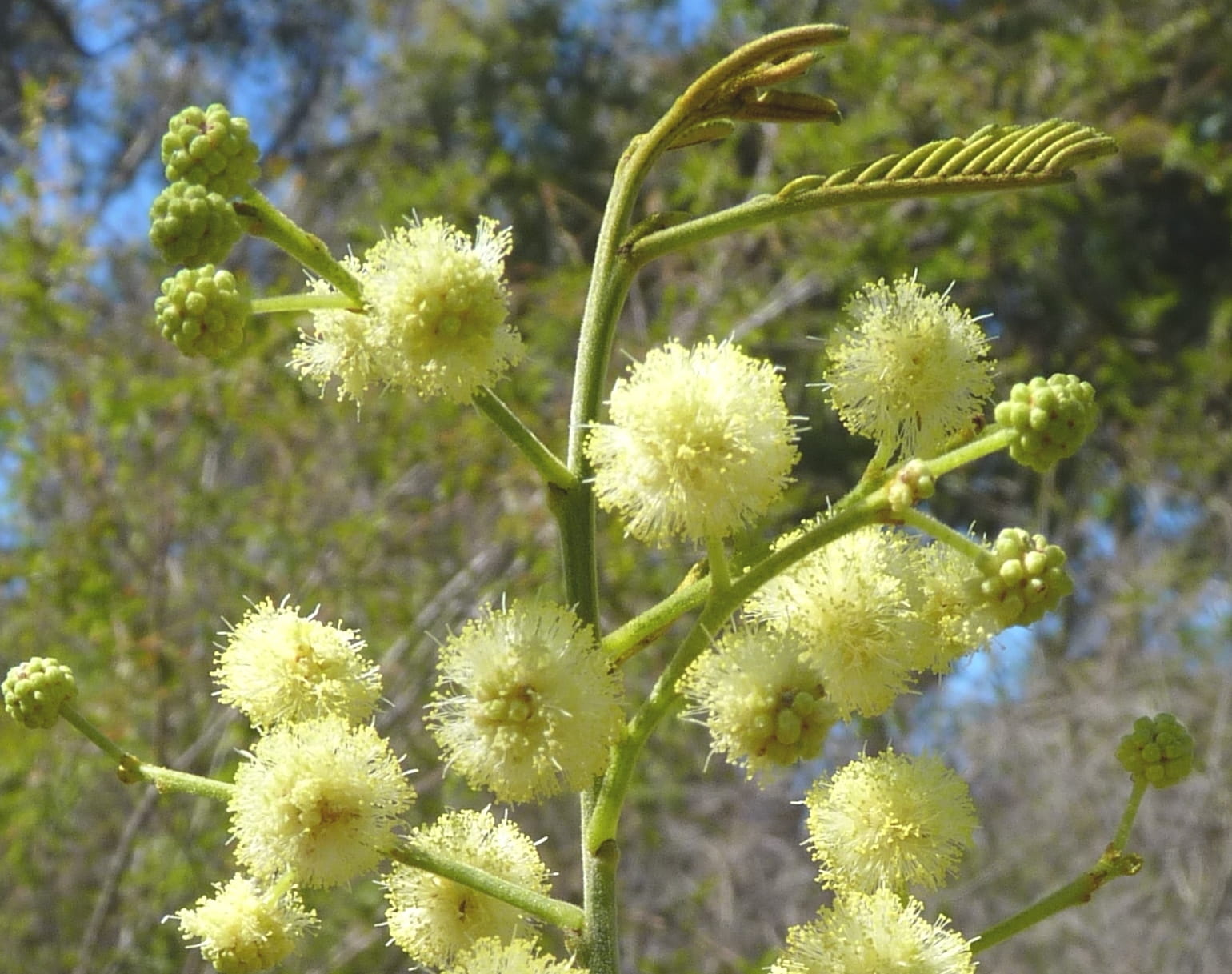 Black Wattle blooms