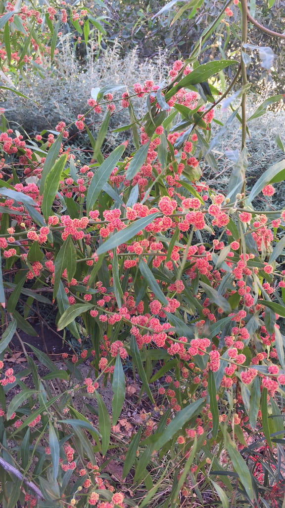 Bright red cinnamon wattle blooms