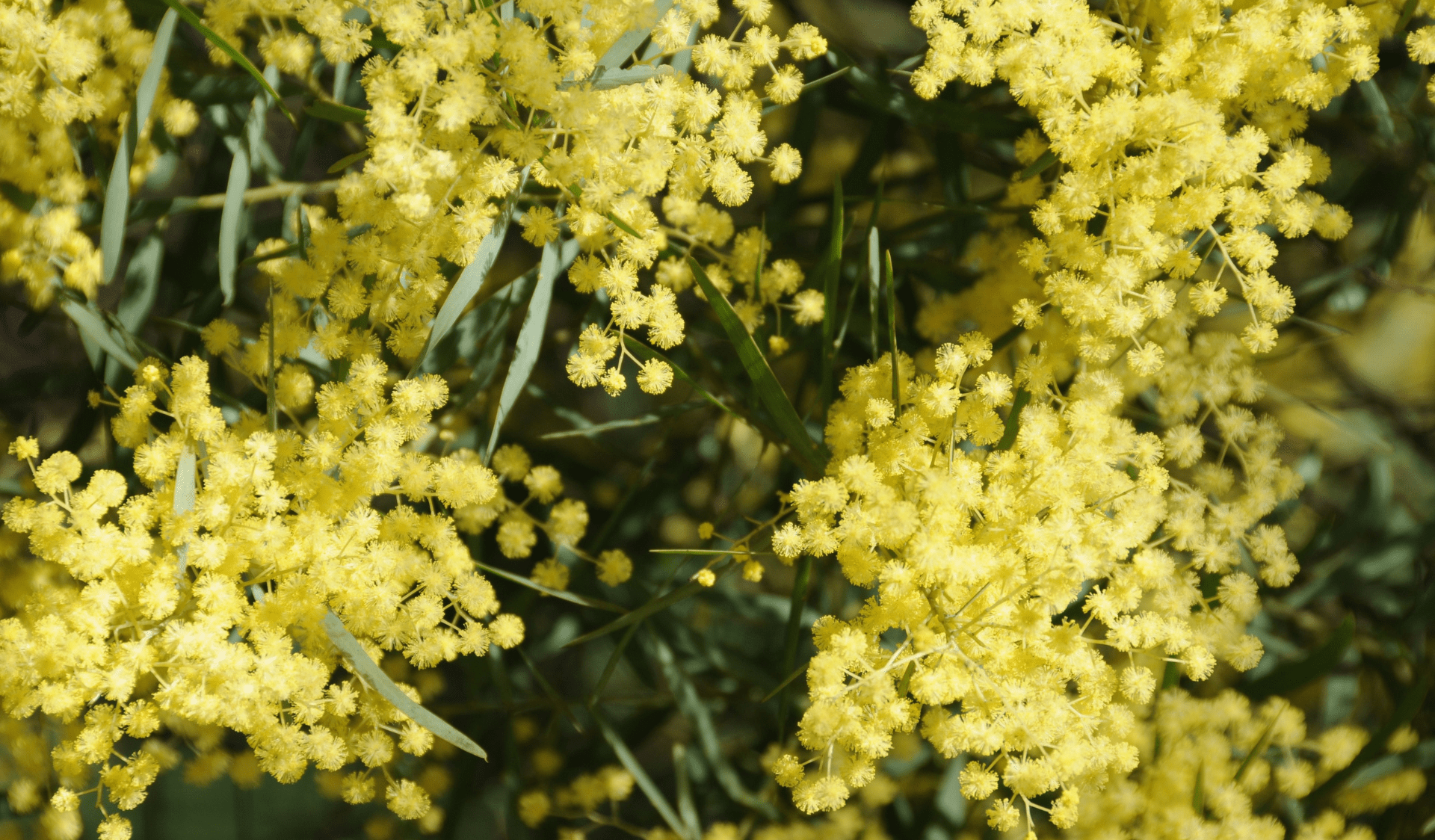 Golden wattle in full bloom