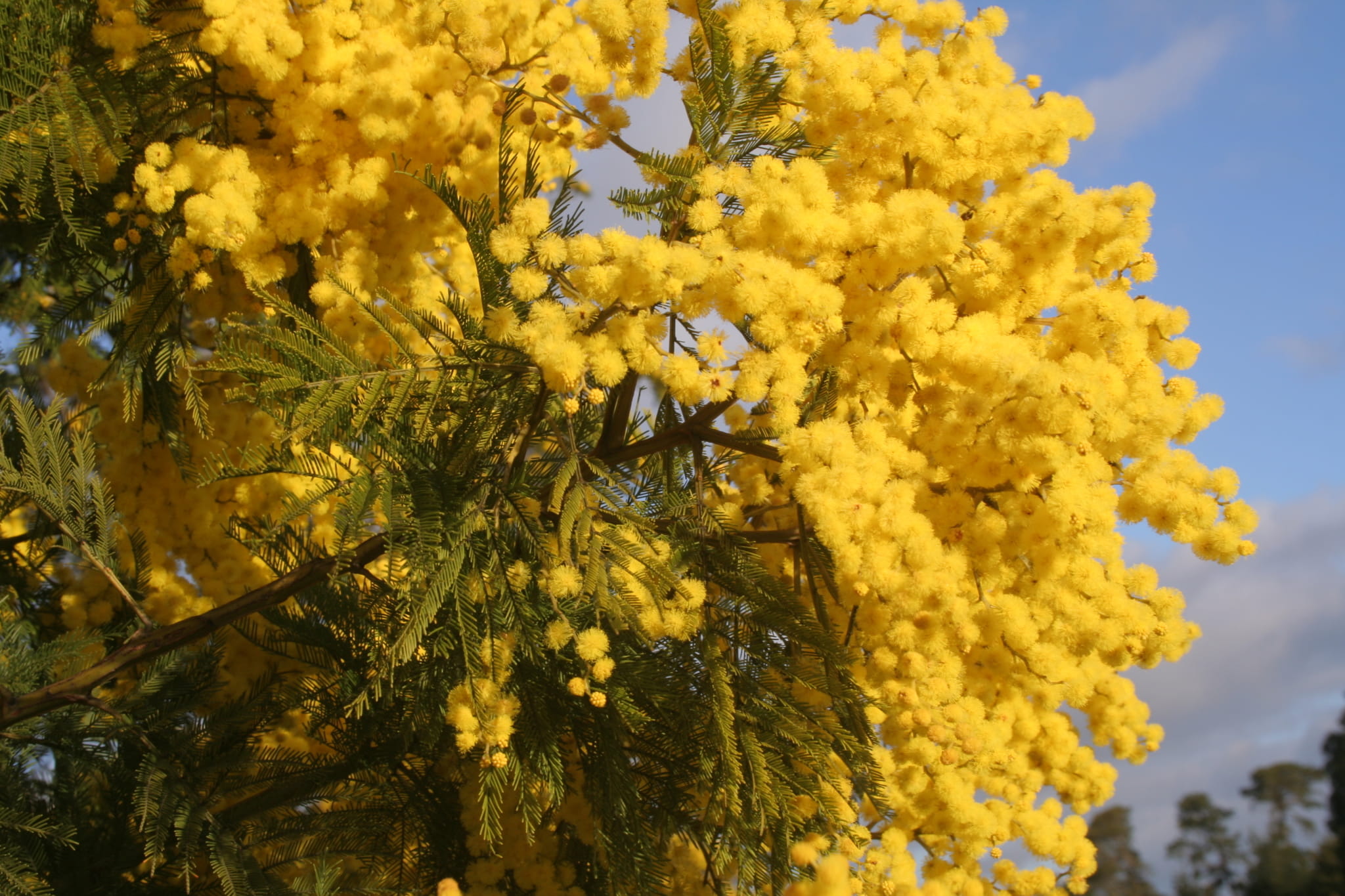 Green Wattle blooms