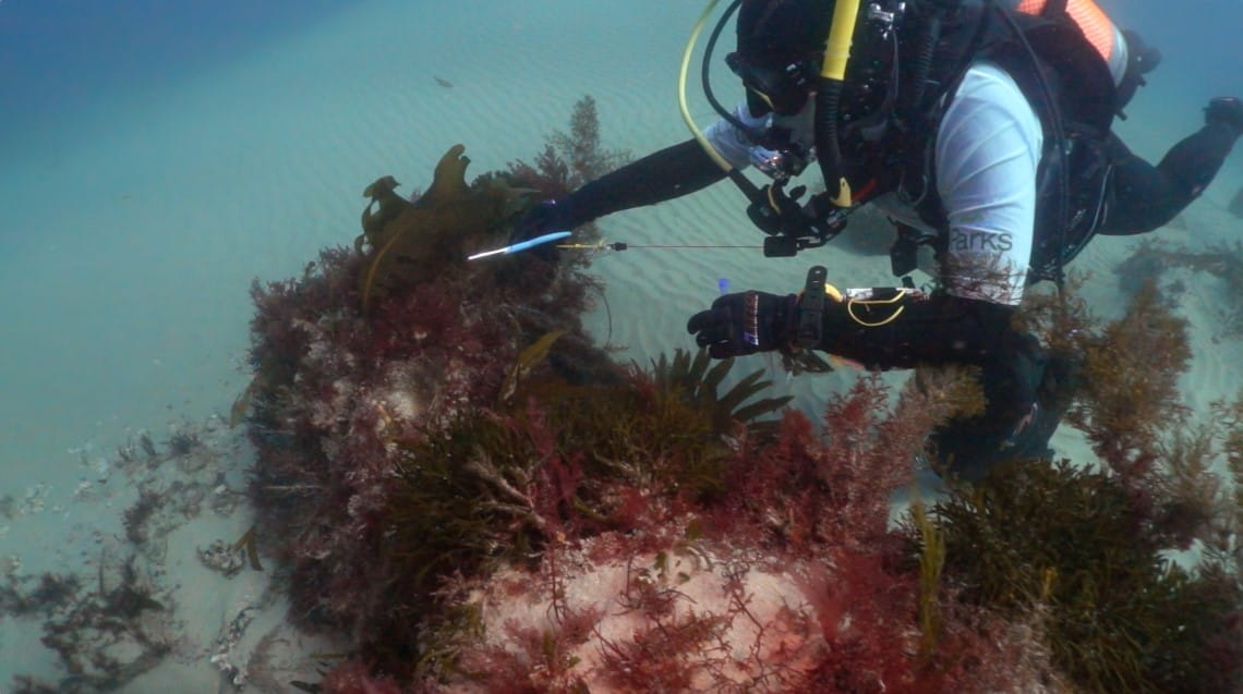 Marine ranger using scissors to cut wakame while diving in Port Phillip Heads