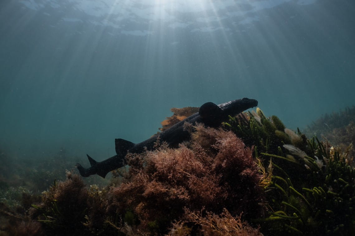 Varied carpetshark laying on reef at Port Phillip Heads